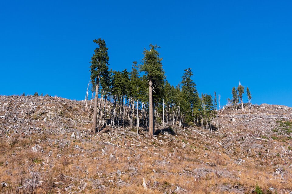 vancouver-island-logging