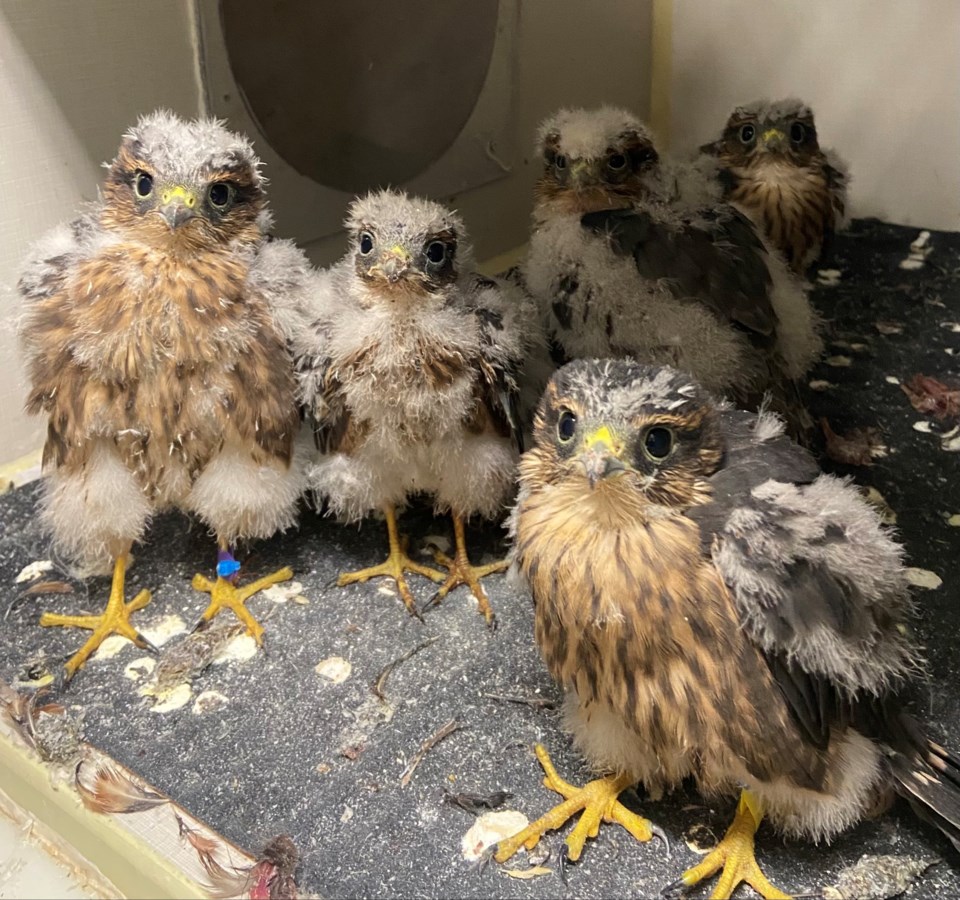 Merlin Falcons