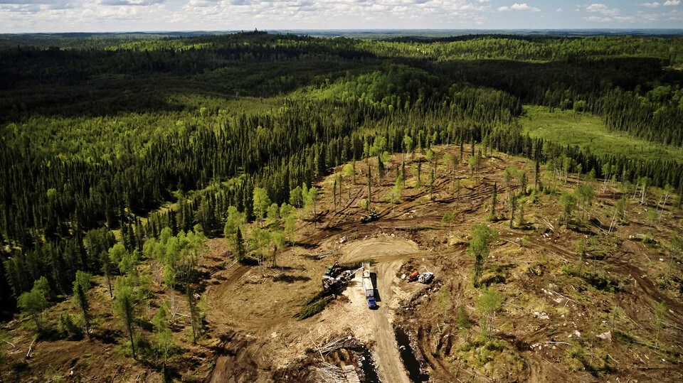 boreal-forest-logging-near-dryden-ont