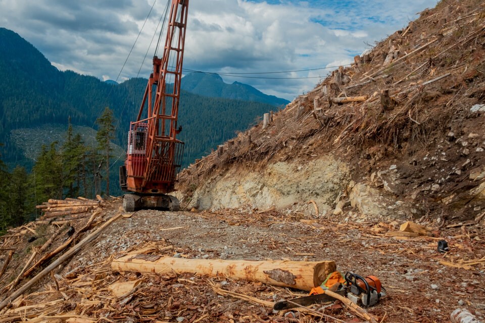 old-growth-logging1