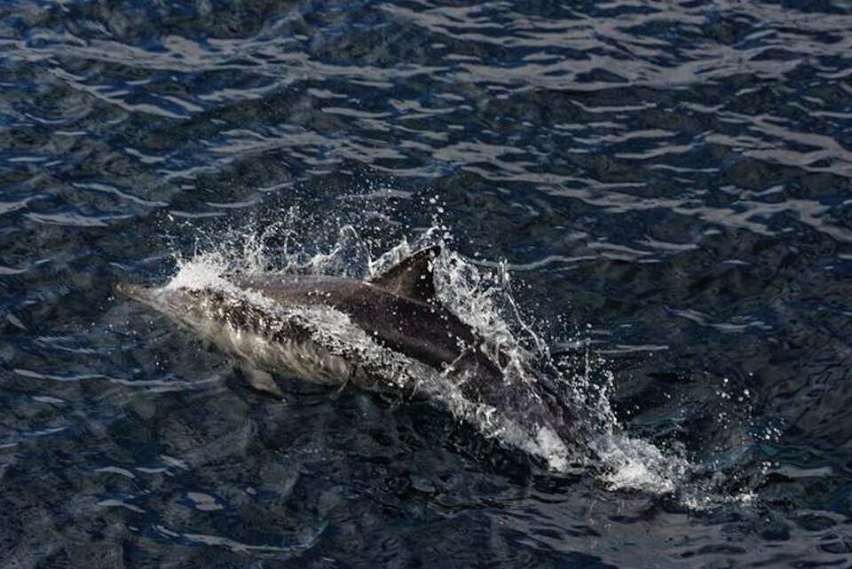 dolphin