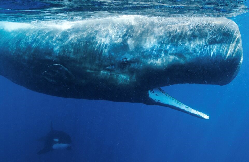 sperm-whale