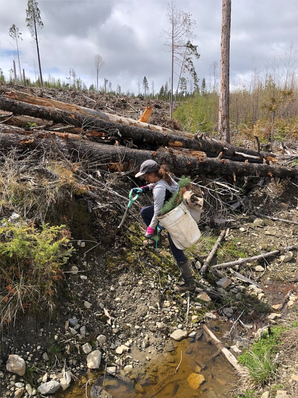 Alison Long tree planting