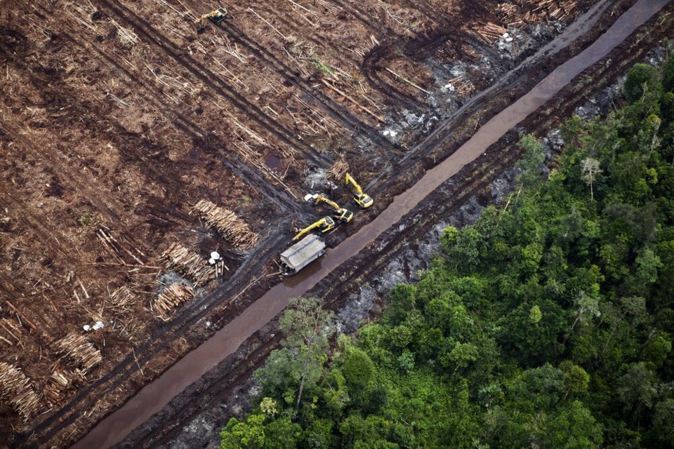 sumatran-logging