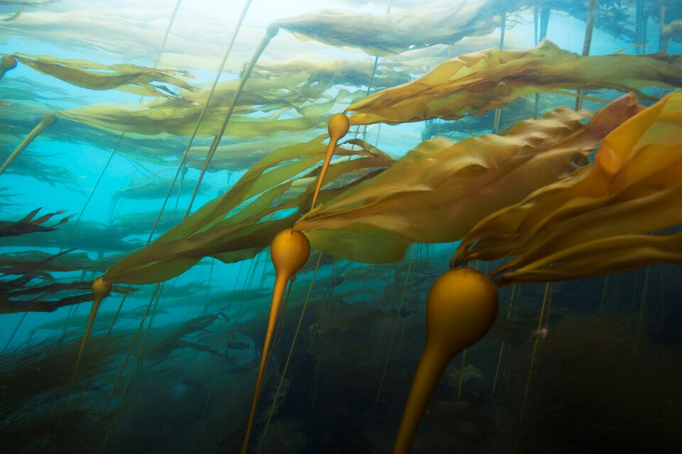 bull-kelp
