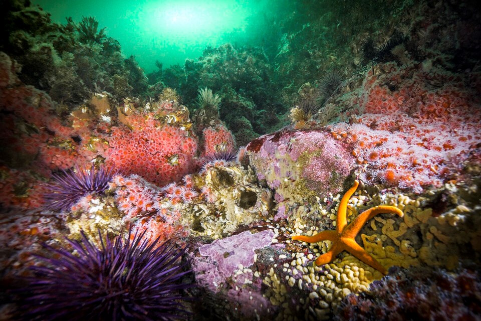 rsz_3-calvert_biodiversity_-_hakai_institute