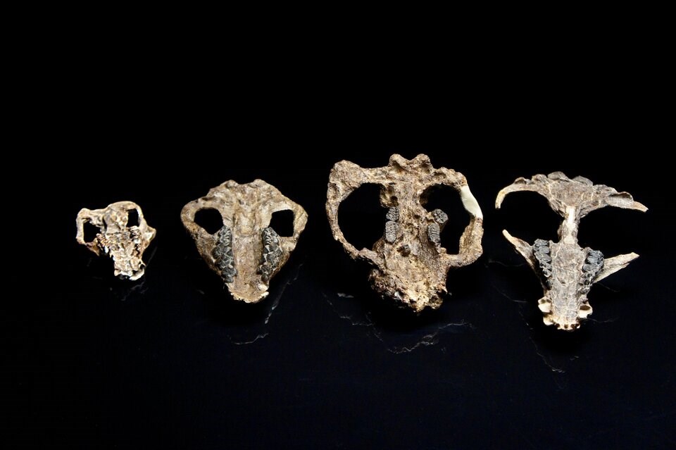 ancient-mammal-bones