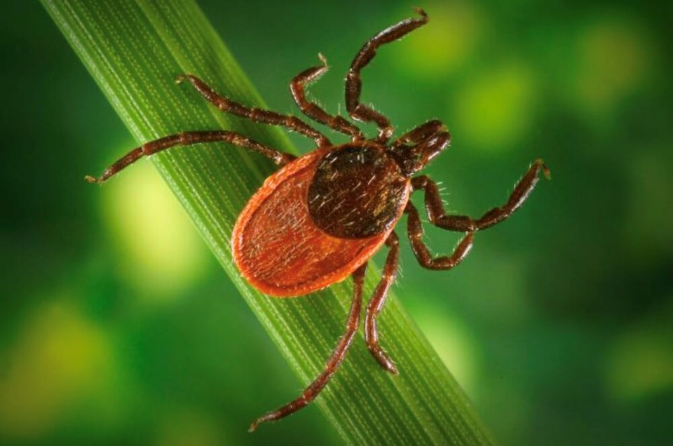 Western black-legged ticks (Ixodes pacificus)-05-18_at_35540_pm