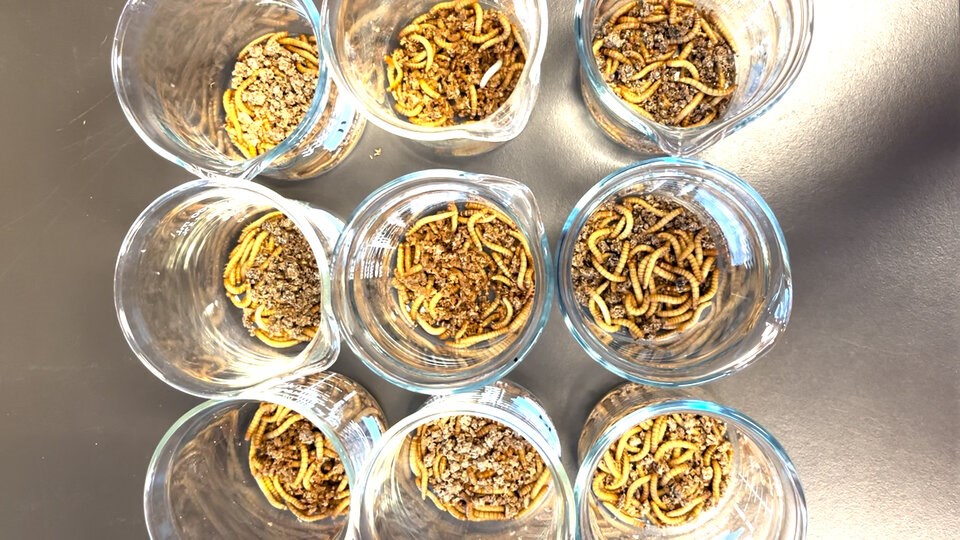 rsz_caption__mealworms_feast_on_bran_and_microplastics_in_the_lab_credit__michelle_tseng
