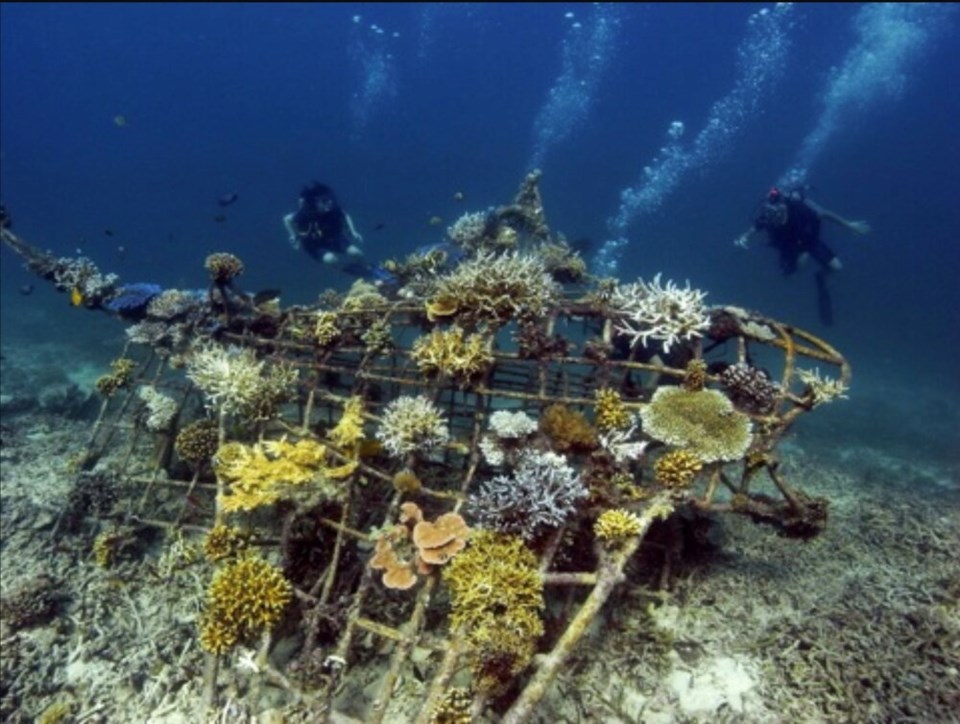 Gili Trawangan biorock