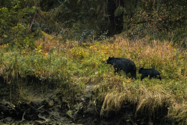 black-bears-near-bella-coola