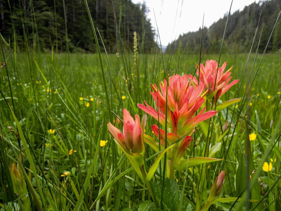 common-red-paintbrush