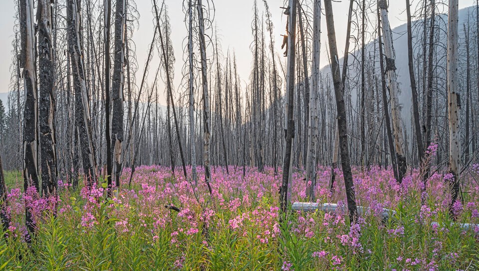 fireweed