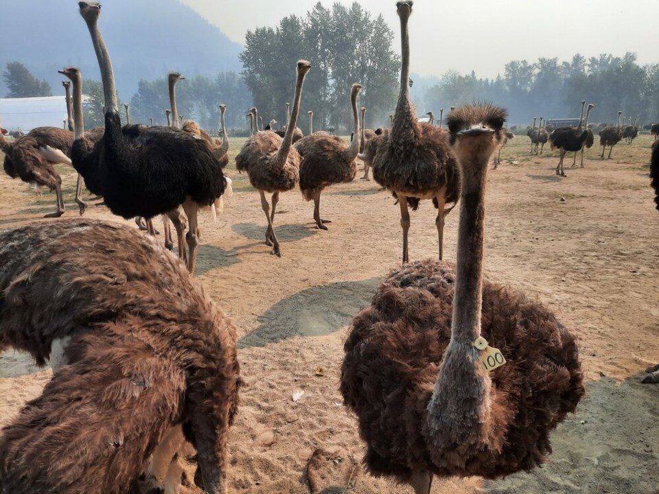 Ostrich farm 1