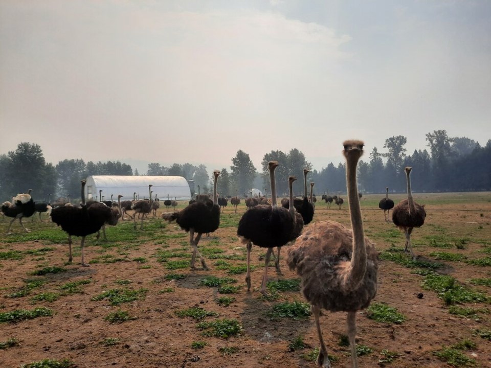 Ostrich farm 2