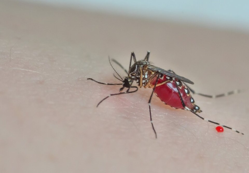 Aedes aegypti engorged
