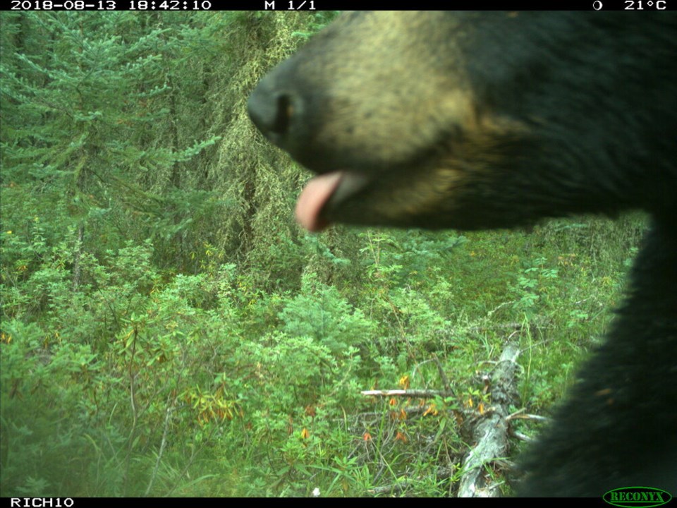 Alberta black bear