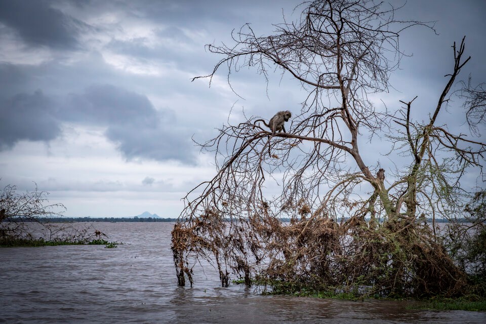 baboon_still_stranded_in_a_tree_on_the_gorongosa_national_park_floodplain_almost_a_month_after_the_cyclone__credit__dr_jen_guyton_jenguytoncom