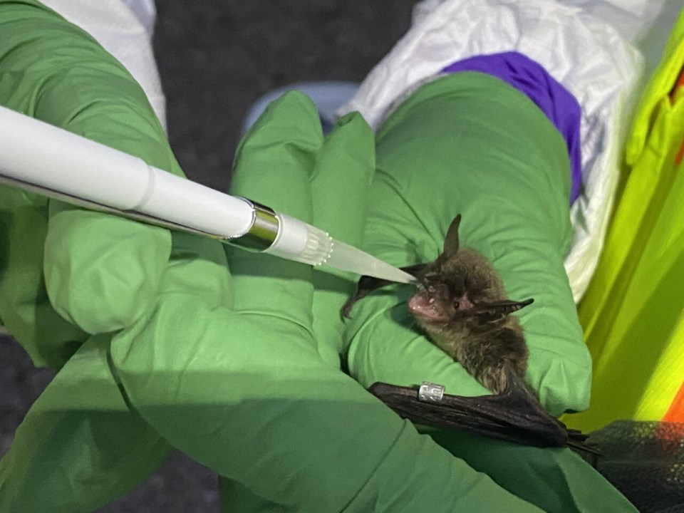 How one B.C. student found the first sample of this deadly bat