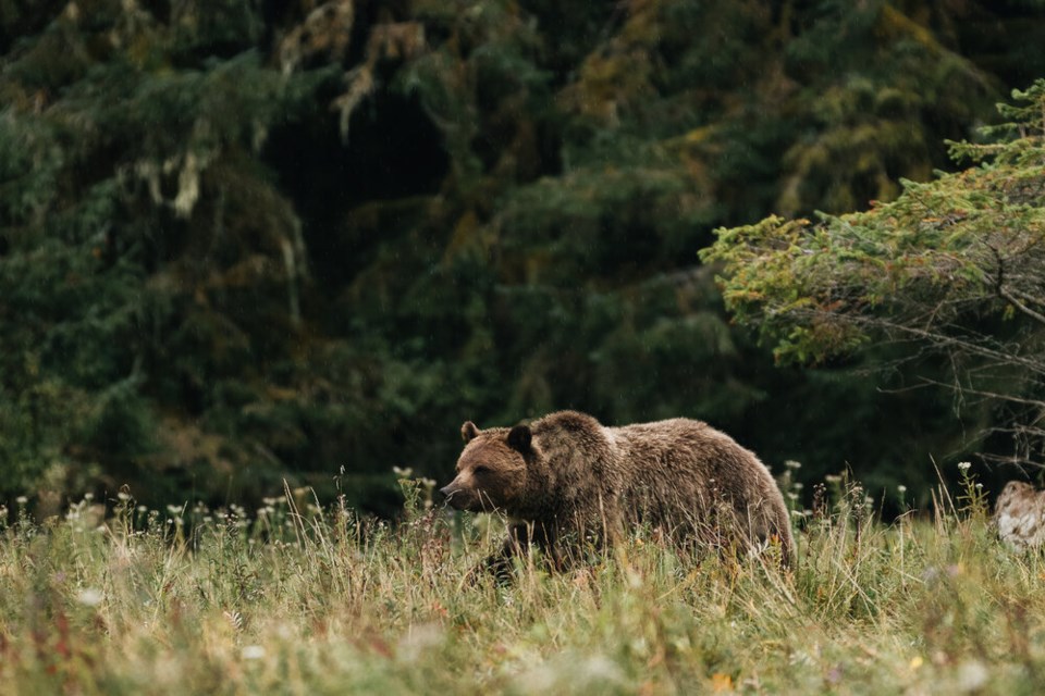 Bear - Southern GBR