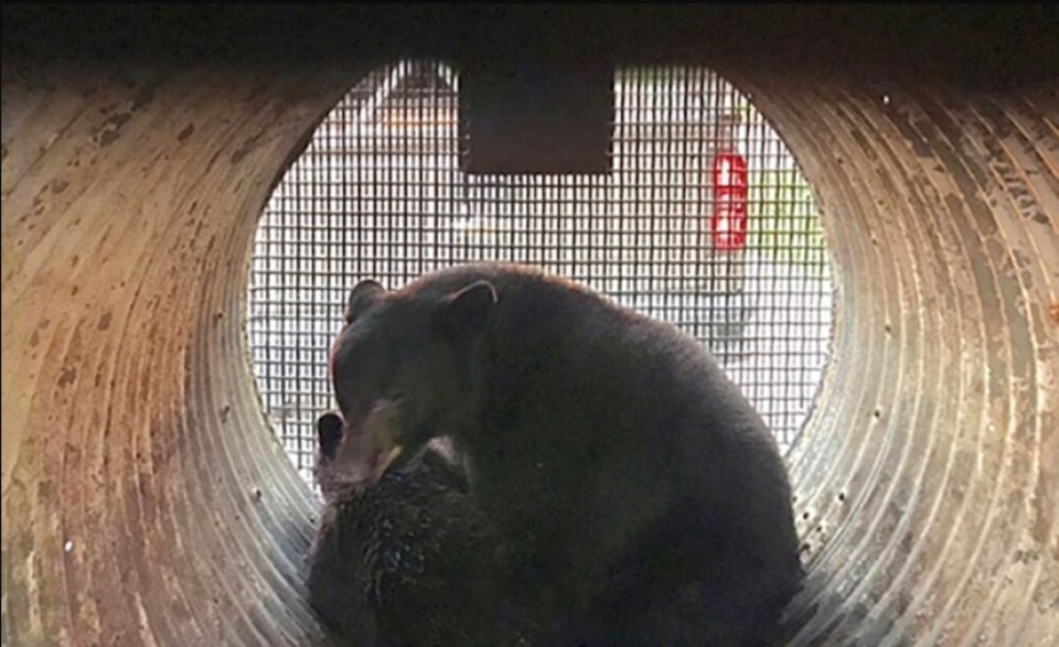 Bear family in culvert trap