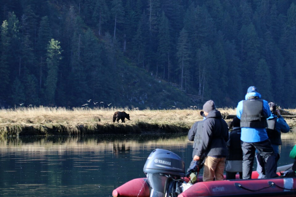 bear viewing in Great Bear Rainforest