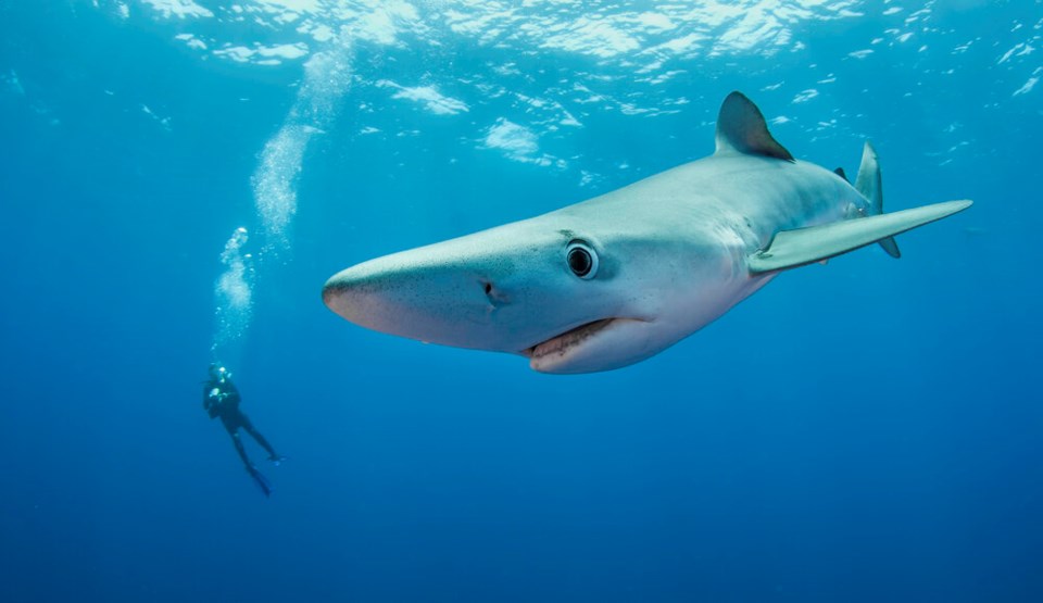 blue-shark