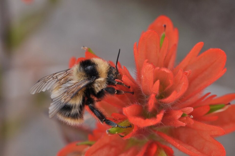 Bumble bee queen