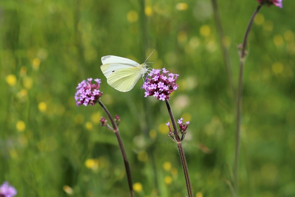 Cabbage white butterfly