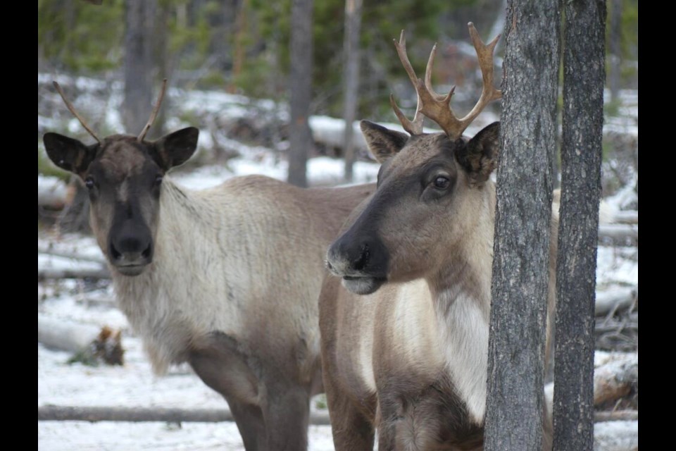 Of B.C.'s 53 caribou herds, half are shrinking or have disappeared entirely.