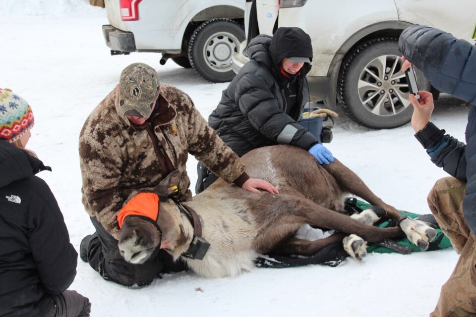 caribou-captured-for-holding-facility