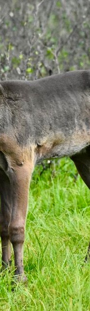 B C Caribou Pens Improves Animal Health Finds Study Tri City News B C Caribou Pens Improves Animal Health Finds Study Tri City News