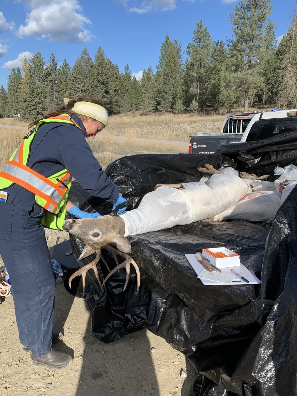 deer-cwd-sampling