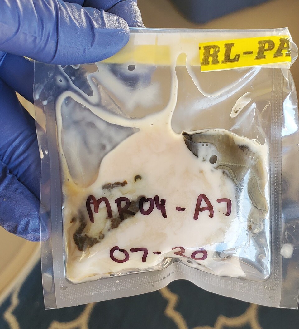 a-sample-of-a-healthy-oyster-credit_-amy-m-chan