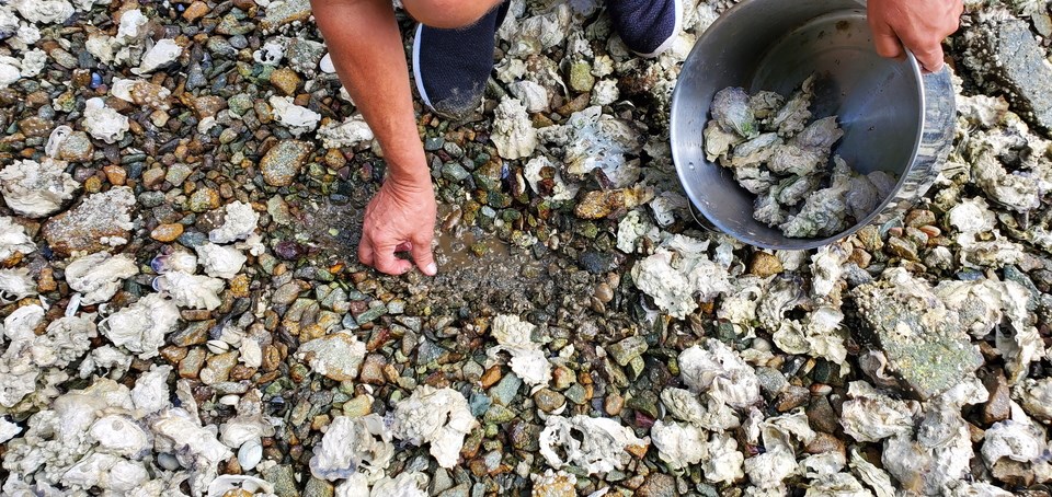 collecting-oysters-in-pot-credit-amy-m-chan