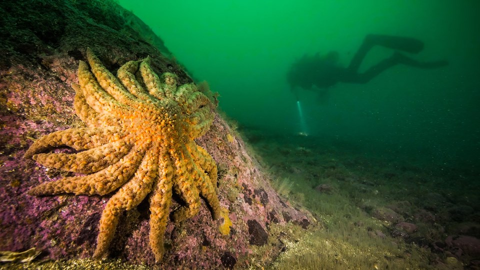 copy-of-13-sunflower-sea-star-in-knight-inlet_photo-courtesy-of-grant-callegari_hakai-institute