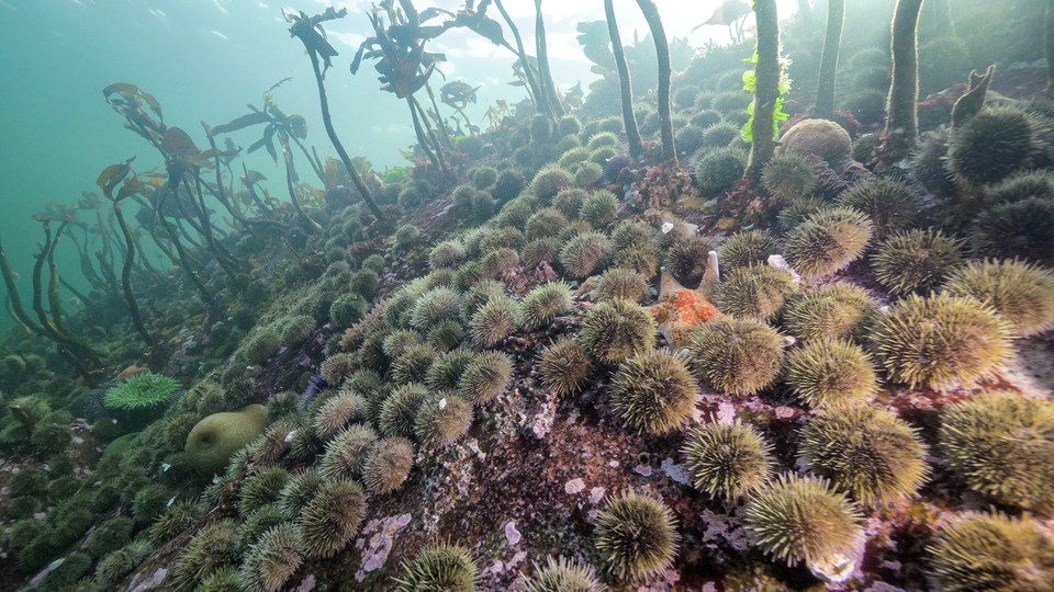 copy-of-14-urchin-barren-in-hakai-pass