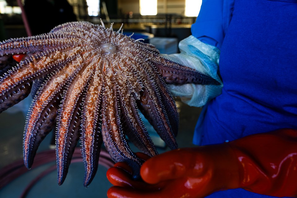B.C. scientists discover new oyster virus, solve mystery of sea star epidemic