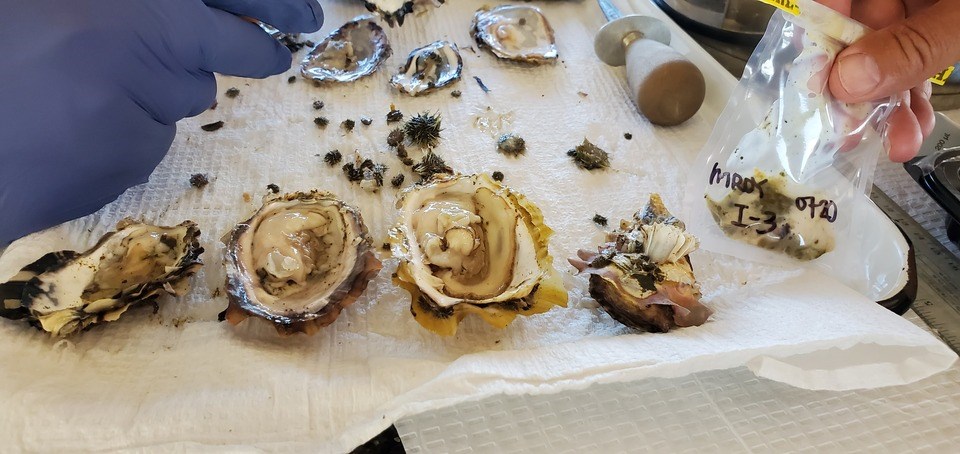 farmed-oysters-with-ponv1-2-credit-amy-m-chan