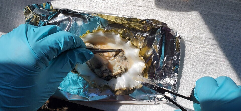 investigating-the-oyster-virus-credit_-amy-m-chan