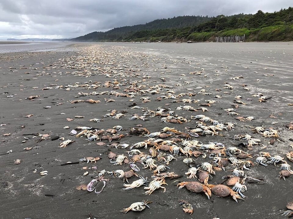 dungeness-crab-die-off