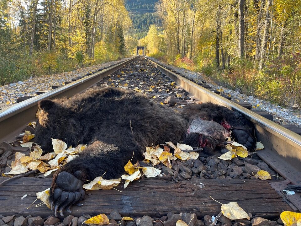 elk-valley-grizzly-death-1
