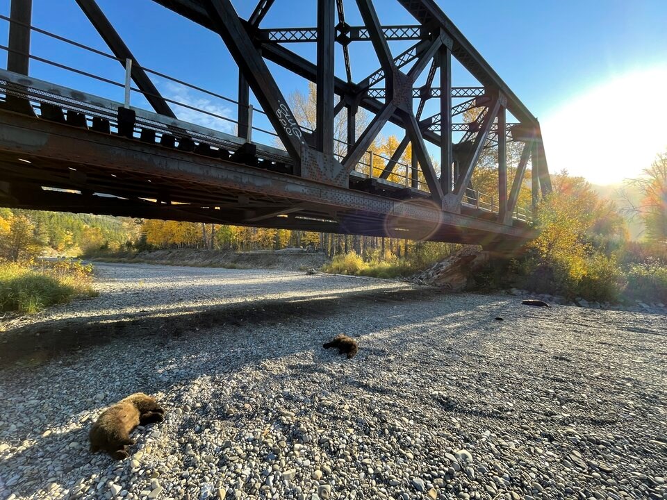 elk-valley-grizzly-death-2