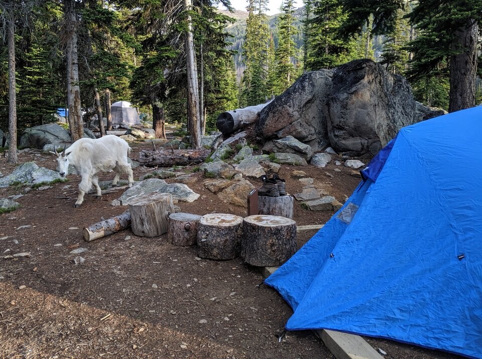 rsz_mtgoat_campsite_cath-1