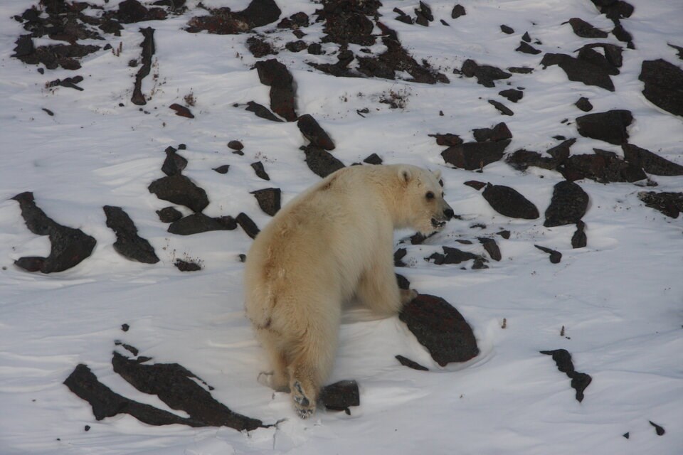 growler-grizzly-polar-bear-hybrid