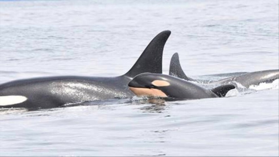 Killer whale calf