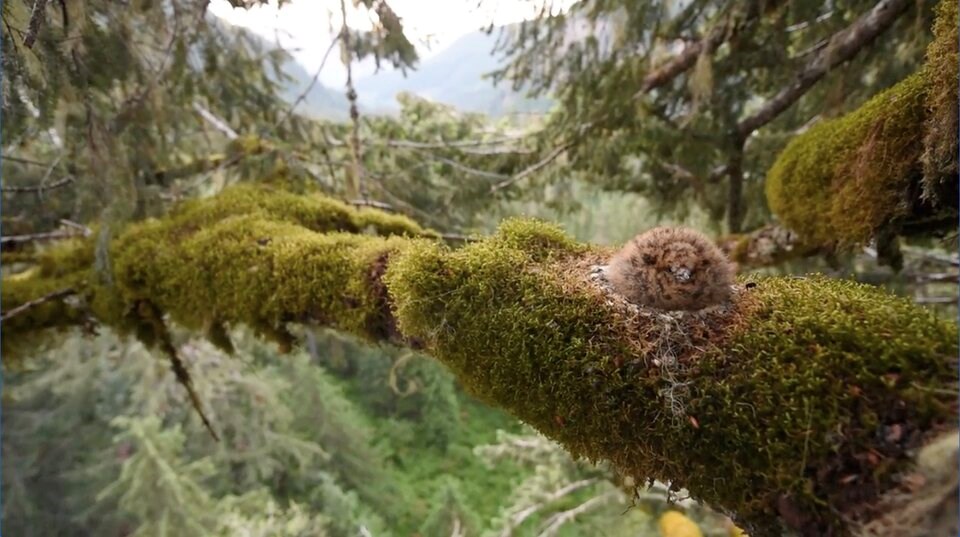 marbled-murrelet-nest-1