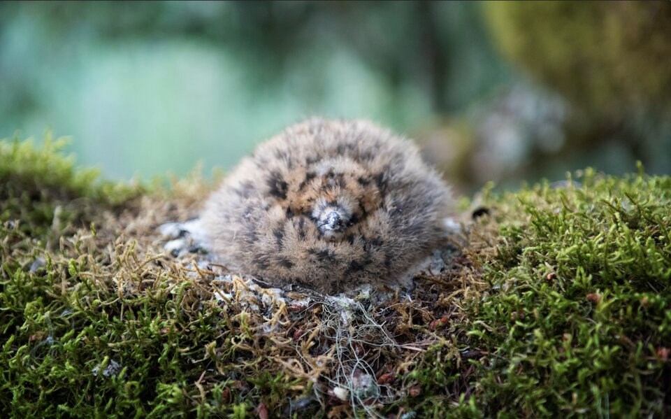 marbled-murrelet-nest-2