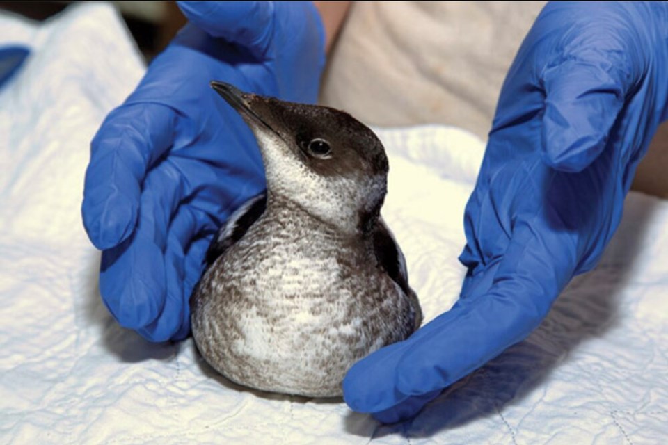 marbled murrelet