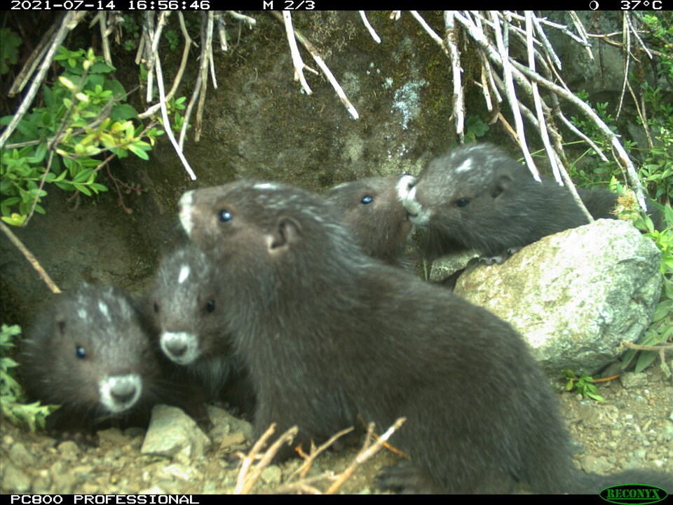 marmot_pups_x5_-_note_temp